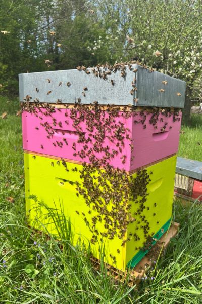 ruche avec abeilles 400 x 600